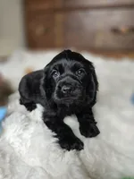 Midnight, a female Cocker Spaniel for sale in Hardy, AR – 5 of 8