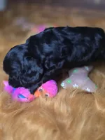 Cameron , a male Cocker Spaniel for sale in Hardy, AR – 7 of 10