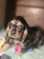 Marshall, a male Cocker Spaniel for sale in Hardy, AR – 2 of 10