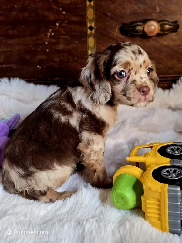 Octavia  – Cocker Spaniel puppy for sale in Hardy, AR