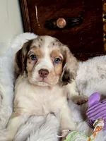 Care Bear, a male Cocker Spaniel for sale in Hardy, AR – 2 of 9
