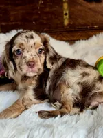 Octavia , a female Cocker Spaniel for sale in Hardy, AR – 7 of 8