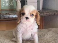 Harry, a male Cavalier King Charles Spaniel for sale in Hardy, AR – 5 of 5