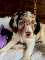 Sassy, a female Cocker Spaniel for sale in Hardy, AR – 6 of 9