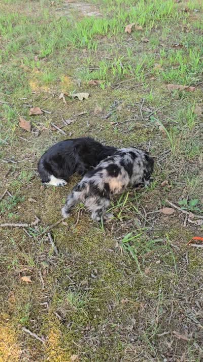 Flashy, a female Cocker Spaniel for sale in Hardy, AR – 10 of 10