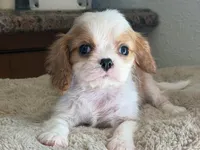 Maddie , a female Cavalier King Charles Spaniel for sale in Hardy, AR – 1 of 5