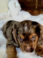 Heath, a male Cocker Spaniel for sale in Hardy, AR – 3 of 9