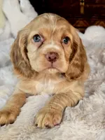 Buttercup , a female Cocker Spaniel for sale in Hardy, AR – 9 of 9