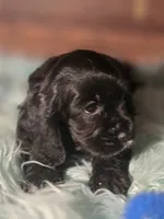 Snip, a female Cocker Spaniel for sale in Hardy, AR – 4 of 10