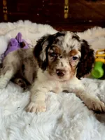 Sassy, a female Cocker Spaniel for sale in Hardy, AR – 8 of 9