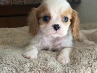 Harry, a male Cavalier King Charles Spaniel for sale in Hardy, AR – 3 of 5