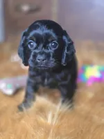Cameron , a male Cocker Spaniel for sale in Hardy, AR – 8 of 10