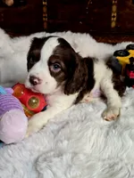 Moody, a male Cocker Spaniel for sale in Hardy, AR – 4 of 9
