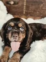 Holly, a female Cocker Spaniel for sale in Hardy, AR – 7 of 10