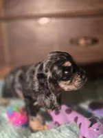 Sassy, a male Cocker Spaniel for sale in Hardy, AR – 3 of 10