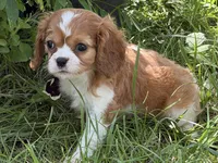 Lizzy, a female Cavalier King Charles Spaniel for sale in Hardy, AR – 1 of 5