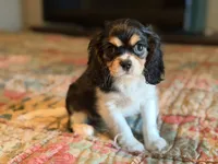 Sammy, a male Cavalier King Charles Spaniel for sale in Hardy, AR – 2 of 6