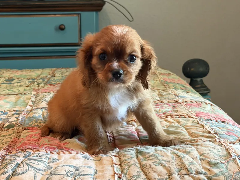 Boston – Cavalier King Charles Spaniel puppy for sale in Hardy, AR