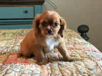 Boston, a male Cavalier King Charles Spaniel for sale in Hardy, AR – 1 of 5