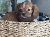 Lacey, a female Cavalier King Charles Spaniel for sale in Hardy, AR – 5 of 7