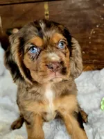Heath, a male Cocker Spaniel for sale in Hardy, AR – 5 of 9
