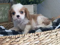 Maddie , a female Cavalier King Charles Spaniel for sale in Hardy, AR – 4 of 5