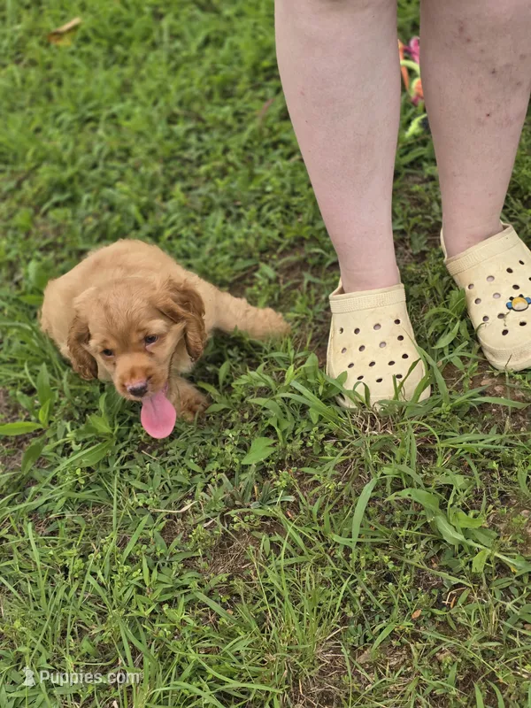 Buffy – Cocker Spaniel puppy for sale in Hardy, AR