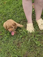 Buffy, a male Cocker Spaniel for sale in Hardy, AR – 1 of 8
