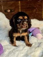 Sammy, a male Cocker Spaniel for sale in Hardy, AR – 1 of 10