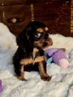 Sammy, a male Cocker Spaniel for sale in Hardy, AR – 7 of 10
