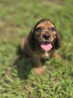 Zack, a male Cocker Spaniel for sale in Hardy, AR – 5 of 6