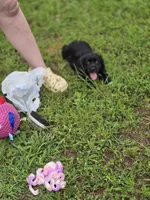 Ebony , a female Cocker Spaniel for sale in Hardy, AR – 3 of 10