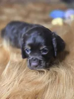 Kyson, a male Cocker Spaniel for sale in Hardy, AR – 8 of 10