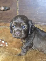 Izzy, a female Cocker Spaniel for sale in Hardy, AR – 7 of 10