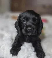 Cole, a male Cocker Spaniel for sale in Hardy, AR – 2 of 9