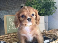 Maddie , a female Cavalier King Charles Spaniel for sale in Hardy, AR – 4 of 8