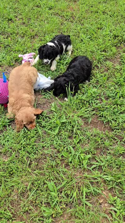 Panda, a female Cocker Spaniel for sale in Hardy, AR – 5 of 10