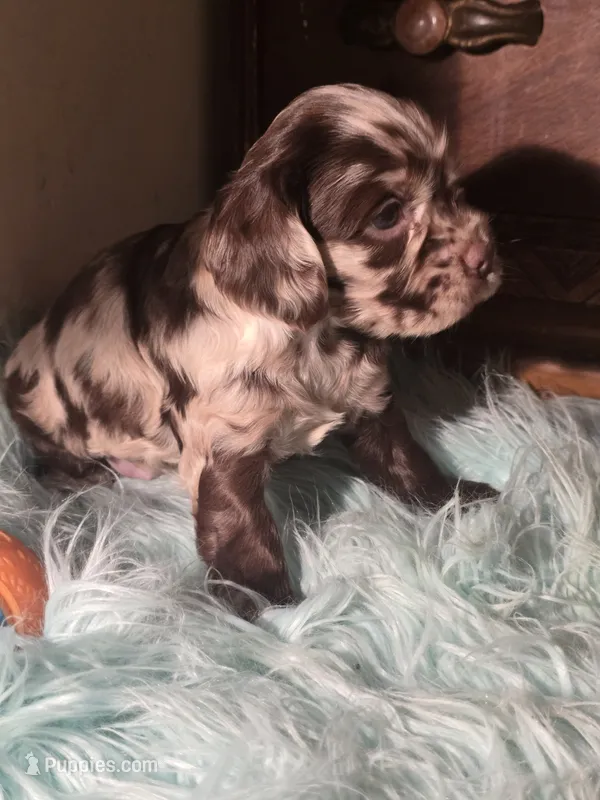 Jade – Cocker Spaniel puppy for sale in Hardy, AR