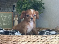 Annie, a female Cavalier King Charles Spaniel for sale in Hardy, AR – 6 of 8