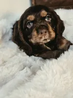 Holly, a female Cocker Spaniel for sale in Hardy, AR – 3 of 10