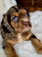 Heath, a male Cocker Spaniel for sale in Hardy, AR – 8 of 9