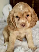 Buttercup , a female Cocker Spaniel for sale in Hardy, AR – 3 of 9