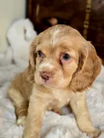 Buttercup , a female Cocker Spaniel for sale in Hardy, AR – 2 of 9