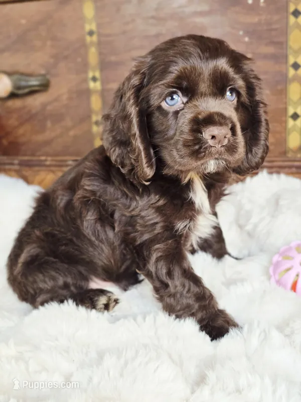 Hershey  – Cocker Spaniel puppy for sale in Hardy, AR