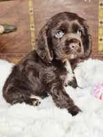 Hershey , a male Cocker Spaniel for sale in Hardy, AR – 1 of 9