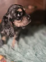 Sassy, a male Cocker Spaniel for sale in Hardy, AR – 6 of 10