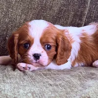 Marshall, a male Cavalier King Charles Spaniel for sale in Hardy, AR – Photo 2 of 6