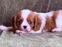 processed/90cf4e8e-6c9a-416f-af77-f1ec7d19d841/listing/982a1c27-46aa-47b3-9220-8a18e3a1df80/1295eb38-e231-4aab-93f2-3edb57081cc7