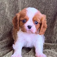 Marshall, a male Cavalier King Charles Spaniel for sale in Hardy, AR – Photo 6 of 6