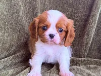 processed/90cf4e8e-6c9a-416f-af77-f1ec7d19d841/listing/982a1c27-46aa-47b3-9220-8a18e3a1df80/5e9033a7-0192-4f1c-8bb6-754cefb455a4